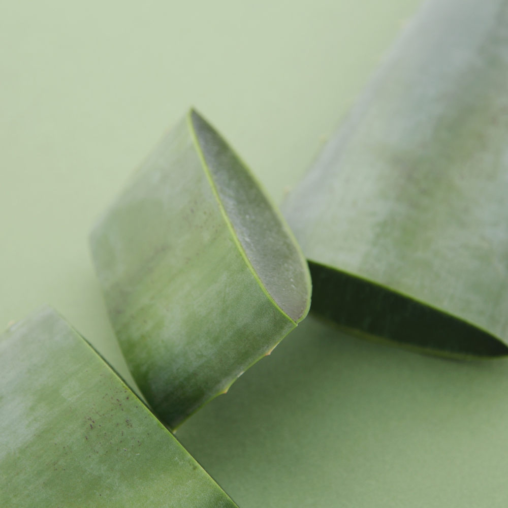 Why Not All Aloe is Equal - And What Makes Ours Exceptional